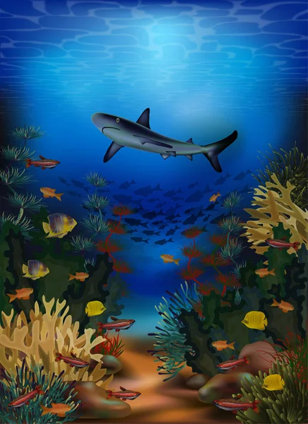 Underwater Banner Med Haj Och Tropisk Fisk Vektor Illustration — Stock vektor