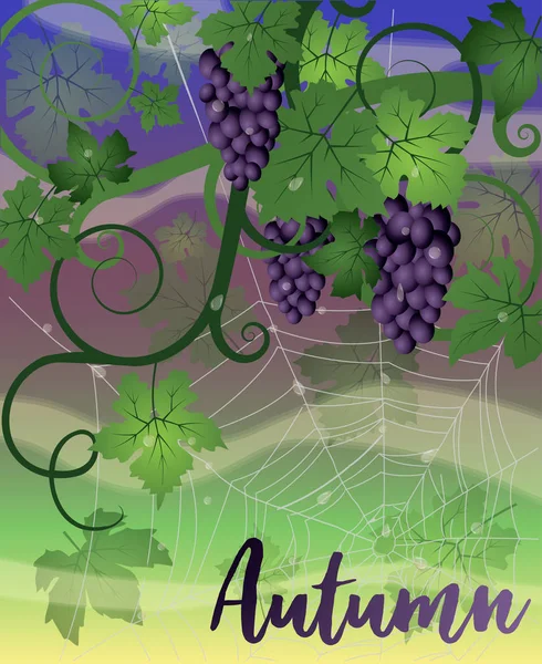Осенний Фон Природы Виноградом Паутиной Векторная Иллюстрация — стоковый вектор