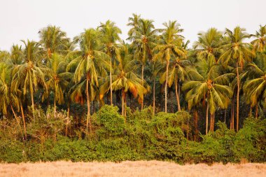 Hindistan cevizi ağacı Hint yemyeşil orman