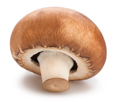 Beyaz arka plan üzerinde tek mantar izole, yakın çekim