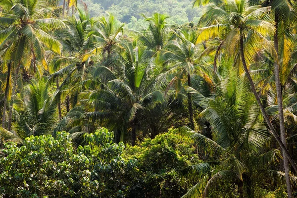 coconut tree indian lush jungle