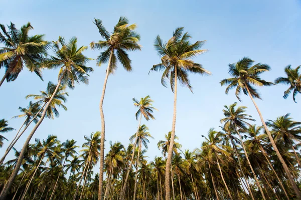 Cocoteros Grupo Goa India — Foto de Stock