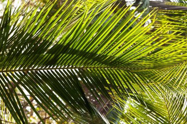 doku arka plan Hindistan cevizi ağacı yaprakları