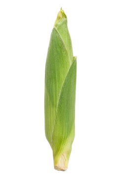 yakın çekim izole Mısır