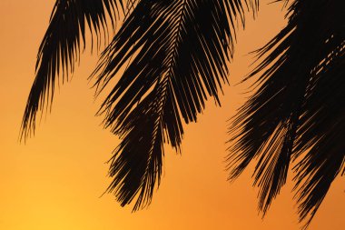 goa günbatımı closeup palmiye yaprakları