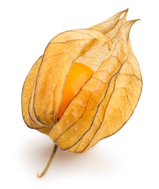 physalis yolu beyaz üzerinde izole