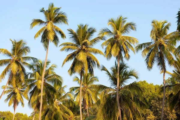 Palmeras Coco India Goa — Foto de Stock