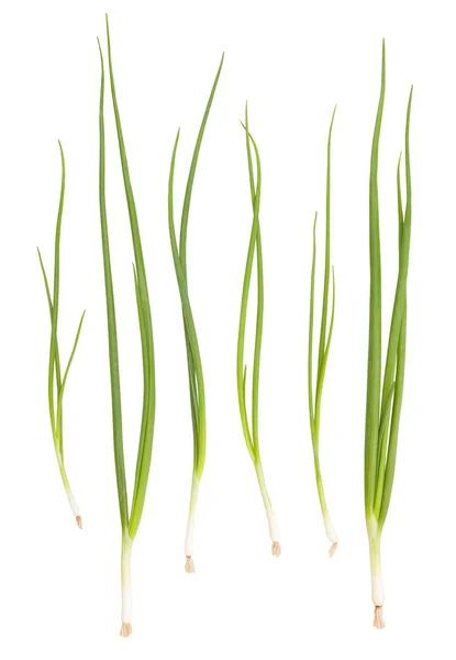 Spring Onion Isolated Close Shot — Stock Photo, Image