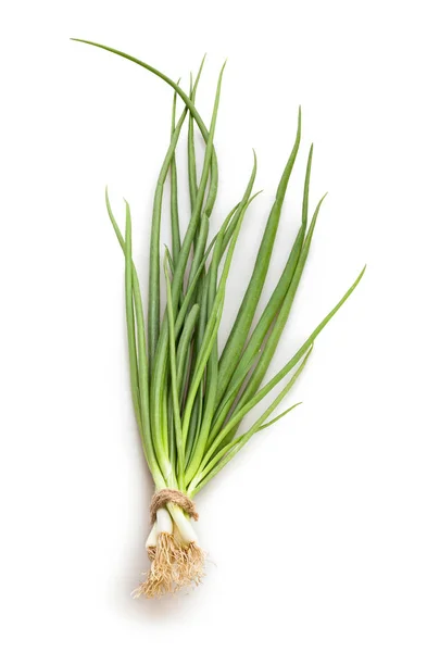 Spring Onion Isolated Close Shot — Stock Photo, Image