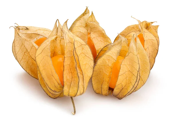 Physalis Gruppen Isolerat Nära Upp Skott — Stockfoto