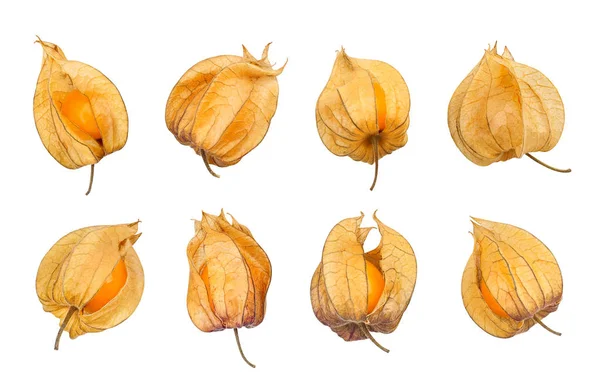 Physalis Izolované Zblízka Střílel — Stock fotografie