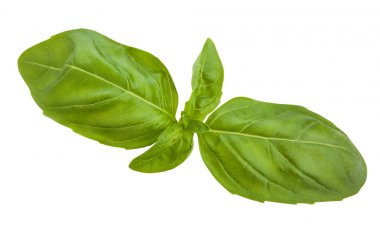 Fesleğen yaprakları beyaz arkaplanda izole