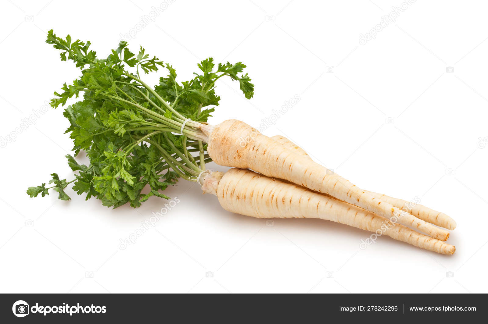 Parsley Root Stock Photo Image By C Bergamont Parsley Root Stock Photo Image By C Bergamont