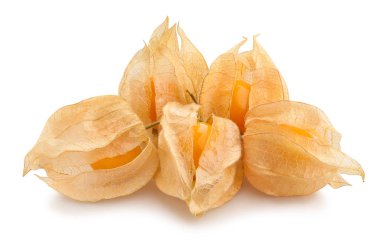 Physalis