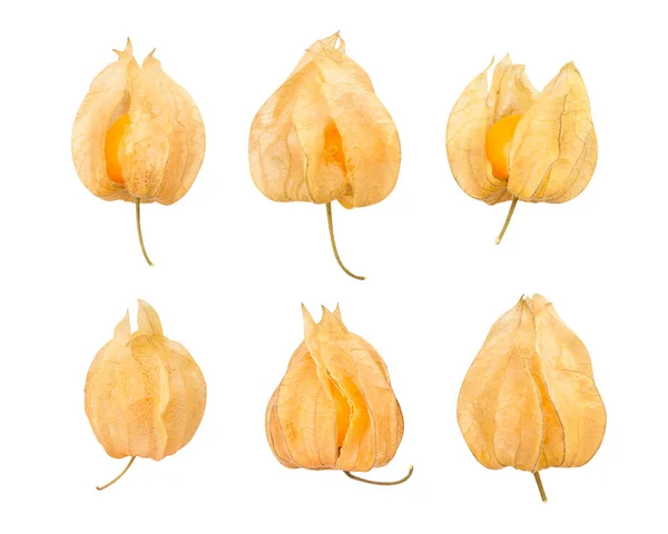 Physalis — Fotografia de Stock