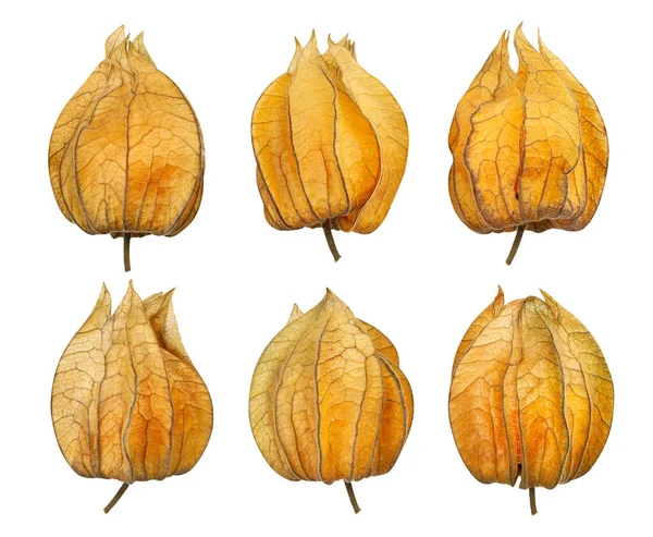 Percorso Physalis Isolato Bianco — Foto Stock