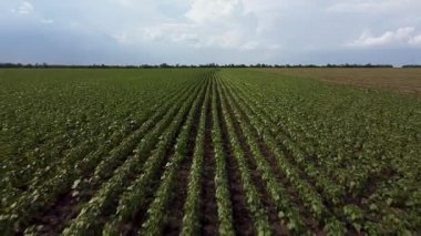 Genç ayçiçeği tarlası drone görüntüsü