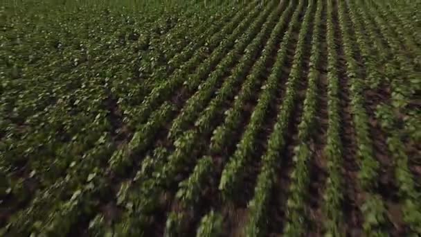 jeune champ de tournesol vue sur drone