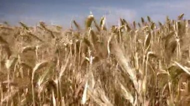 Buğday tarlasının üzerinde