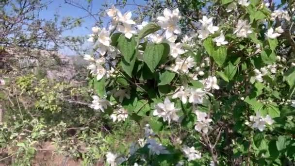 Białe Kwiaty Jaśminu Ogrodzie — Wideo stockowe