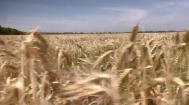 Buğday tarlasında yürüyorum