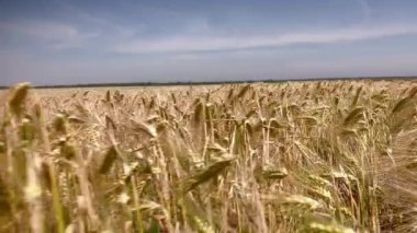 Buğday tarlasında yürüyorum