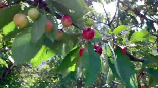 Amadurecendo Cereja Vermelha Árvore — Vídeo de Stock