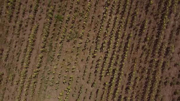 Por Encima Campo Girasol Vista Drone — Vídeo de stock