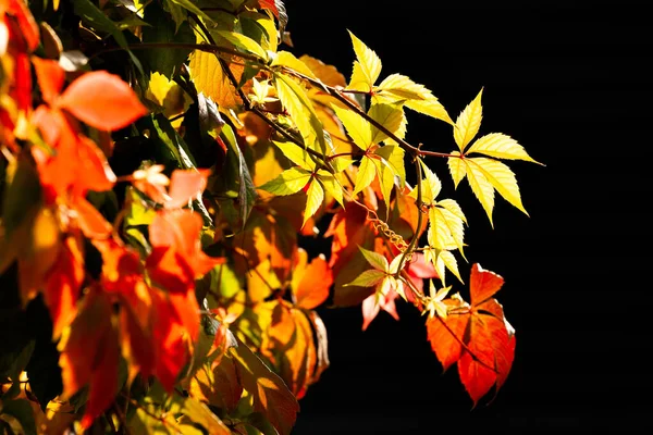 黑色背景的秋天叶子 — 图库照片