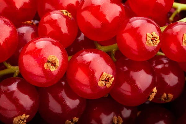 Detalhe Fechamento Macro Atual Vermelho — Fotografia de Stock