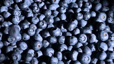 Yavaş çekim yaban mersini büyük grup yakın çekim döner