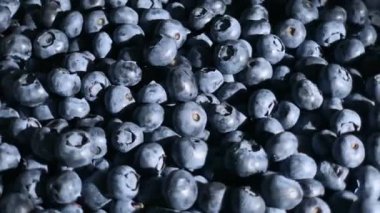 yaban mersinli geniş grup yakın plan çekimde dönüyor