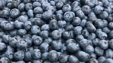 yaban mersinli geniş grup yakın plan çekimde dönüyor