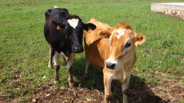Vacas Pastando Campo — Vídeos de Stock