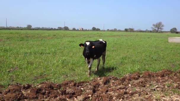 Vaca Pastando Campo — Vídeos de Stock
