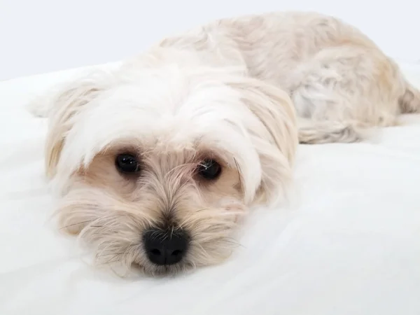 カメラを直接見て甘い Morkie デザイナー犬の品種 — ストック写真