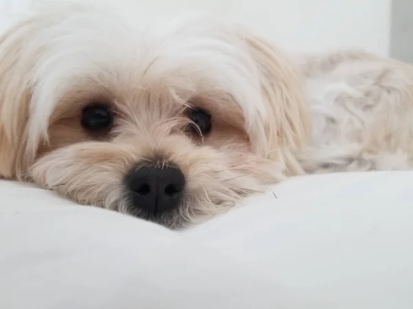 Sweet Morkie Puppy Looking Directly Camera Designer Dog Breed — Stock Photo, Image