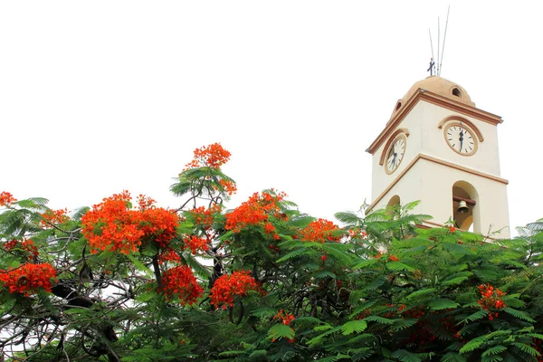 Gereja Indah Santa Cruz Sierra Pusat Kota Bolivia Dengan Bunga — Stok Foto