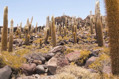 Büyük kaktüs Incahuasi Adası, tuz düz Salar de Uyuni, Altiplano, Bolivya üzerinde. Güney Amerika