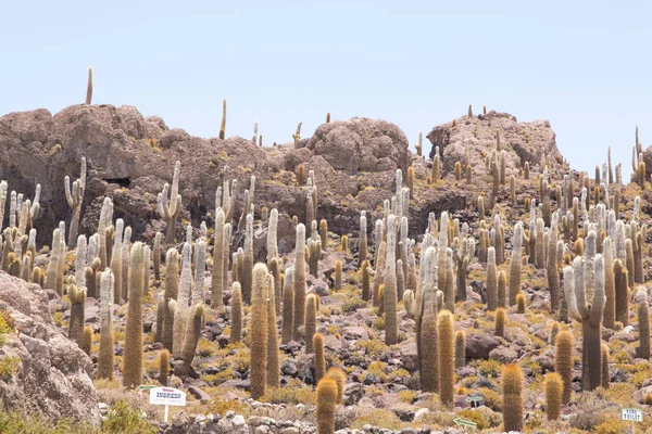 Cactus Isla Incahuasi Salar Uyuni Bolivia Día Verano — Foto de Stock