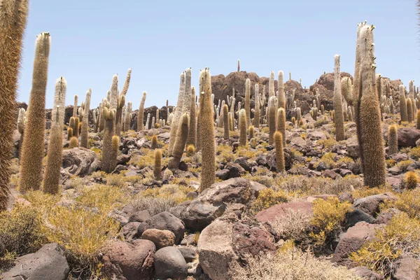 Gran Cactus Isla Incahuasi Salar Uyuni Altiplano Bolivia América Del — Foto de Stock