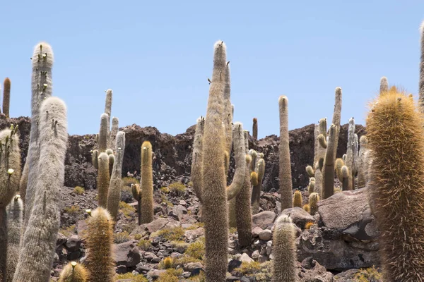 Incahuasi Eiland Cactus Eiland Gelegen Salar Uyuni Het Grootste Zout — Stockfoto