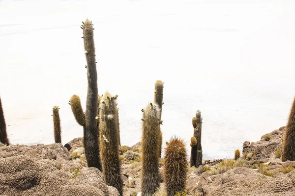 Salar Uyuni Salt Plains Large Cactuses Island Incahuasi Andean Altiplano — Stock Photo, Image