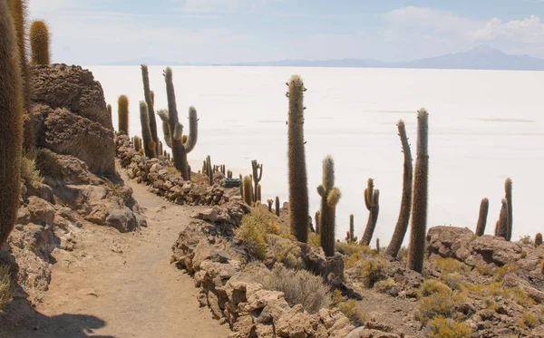 Incahuasi Island Uyuni Saline Salar Uyuni Aitiplano Bolivia Uyuni — Stock Photo, Image