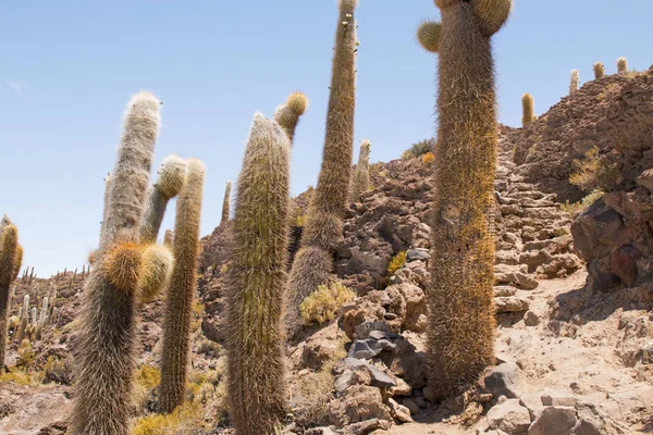 Gran Cactus Isla Incahuasi Salar Uyuni Altiplano Bolivia América Del — Foto de Stock