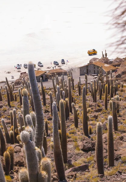 Gran Cactus Isla Incahuasi Salar Uyuni Altiplano Bolivia América Del — Foto de Stock