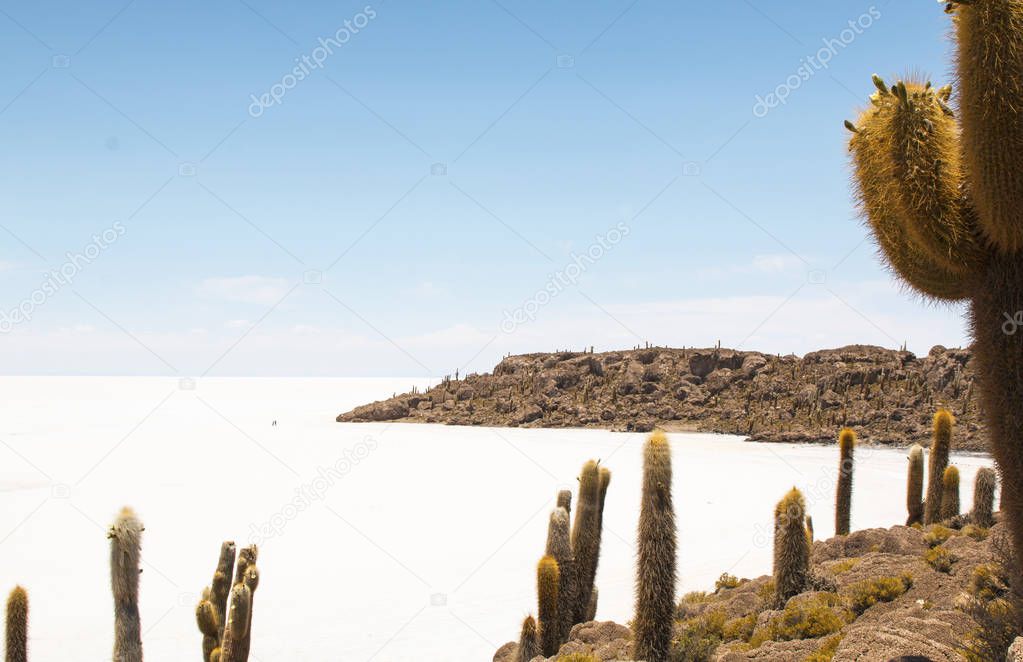 Salar de Uyuni salt plains with large cactuses of island Incahuasi, Andean Altiplano, Bolivia, South America