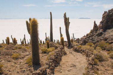 Kaktüs Incahuasi Adası, Salar de Uyuni, Bolivya üzerinde. Bir yaz gününde