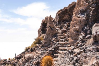 Büyük kaktüs Incahuasi Adası, tuz düz Salar de Uyuni, Altiplano, Bolivya üzerinde. Güney Amerika