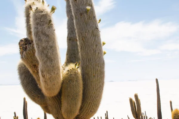 Salar Uyuni Zoutvlaktes Met Grote Cactussen Van Incahuasi Eiland Andes — Stockfoto